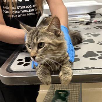 Domestic Medium Hair Cats Available for Adoption in Derwood, Maryland - PICK ME | PetCurious