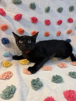 Squirrel PA -  Domestic Short Hair Cat for Adoption in Denham Springs, Louisiana - Squirrel PA | PetCurious