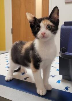 Domestic Short Hair Cats Available for Adoption - Evie | PetCurious