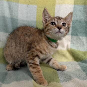Kira -  Domestic Short Hair Cat for Adoption in West Point, Mississippi - Kira | PetCurious