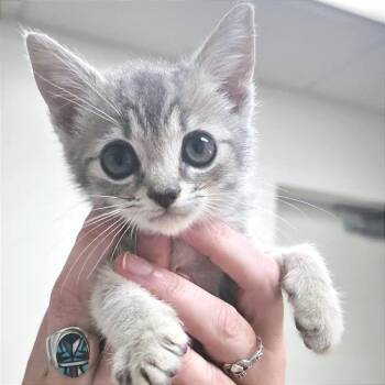 Stoney -  Domestic Short Hair Cat for Adoption in Hendersonville, North Carolina - Stoney | PetCurious