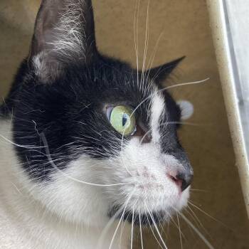 Domestic Short Hair Cats Available for Adoption in Philadelphia, Pennsylvania - Rosalita | PetCurious