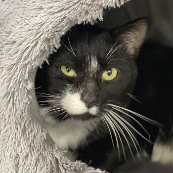 Rescue Domestic Short Hair Cats for Adoption in Collierville, Tennessee - Johnny | PetCurious