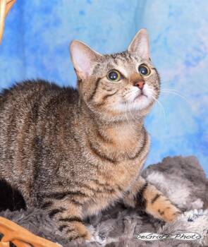 Domestic Short Hair Cats Available for Adoption in Pittsboro, North Carolina - Meep | PetCurious