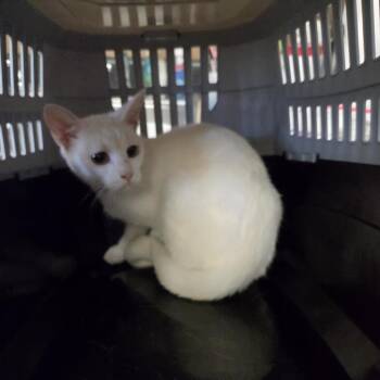 Yin -  Domestic Short Hair Cat for Adoption in North Myrtle Beach, South Carolina - Yin | PetCurious