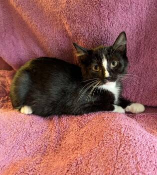Cedar -  Domestic Short Hair Cat for Adoption in Brockport, New York - Cedar | PetCurious