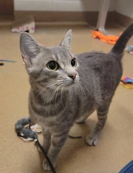 Rescue Domestic Short Hair Cats for Adoption in St. Peters, Missouri - LYRA | PetCurious