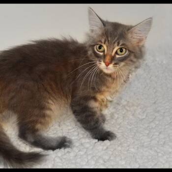 Toby -  Tabby Cat for Adoption in San Andreas, California - Toby | PetCurious