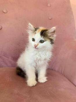 KitKat -  Domestic Short Hair Cat for Adoption in Cloquet, Minnesota - KitKat | PetCurious