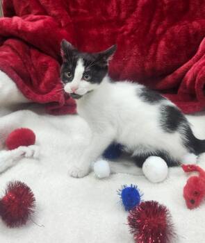 Lollie -  Domestic Short Hair Cat for Adoption in Little Rock, Arkansas - Lollie | PetCurious