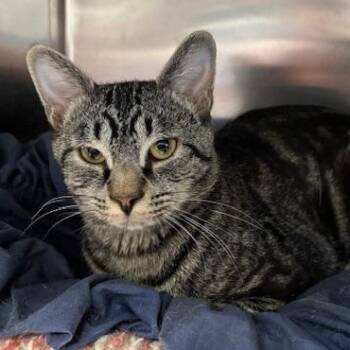 Rescue Domestic Short Hair Cats for Adoption in Braintree, Massachusetts - Cypress | PetCurious