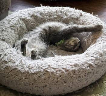 Pavement -  Domestic Short Hair Cat for Adoption in Columbus, Minnesota - Pavement | PetCurious