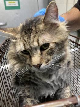 GEORGE -  Domestic Medium Hair Cat for Adoption in Long Beach, California - GEORGE | PetCurious