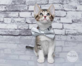 Woody -  Domestic Short Hair and Tabby Cat for Adoption in Tuscaloosa, Alabama - Woody | PetCurious