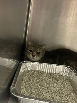 Domestic Short Hair Cats Available for Adoption - 2026-03-129 | PetCurious