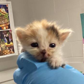 Ivy -  Domestic Short Hair Cat for Adoption in Greenville, South Carolina - Ivy | PetCurious
