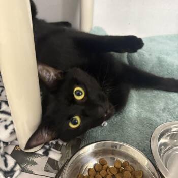 Kozmo -  Domestic Short Hair Cat for Adoption in Dover, New Hampshire - Kozmo | PetCurious
