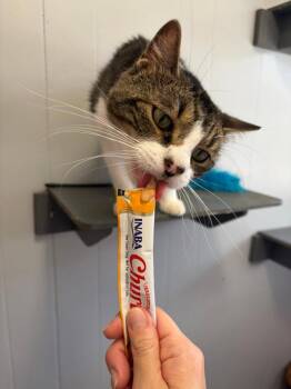 Tom -  Domestic Short Hair Cat for Adoption in Sebastian, Florida - Tom | PetCurious