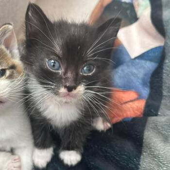 Domestic Short Hair Cats Available for Adoption in Tampa, Florida - Wawa | PetCurious