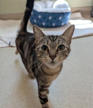 June -  Domestic Short Hair Cat for Adoption in Santa Rosa, California - June | PetCurious