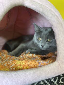 Rescue Domestic Short Hair Cats for Adoption in Greenwich Township, New Jersey - Jonas | PetCurious