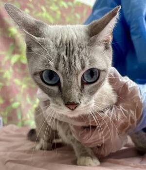 Sherbet -  Domestic Short Hair Cat for Adoption in San Antonio, Texas - Sherbet | PetCurious