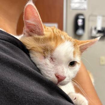 Orangy -  Domestic Short Hair Cat for Adoption in Yuma, Arizona - Orangy | PetCurious