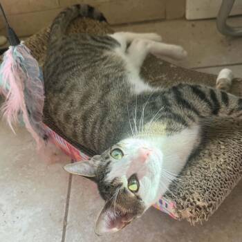 Frank -  Domestic Short Hair Cat for Adoption in Warr Acres, Oklahoma - Frank | PetCurious