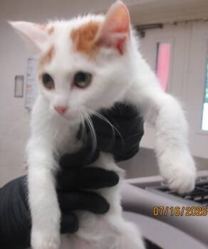 (629) -  Domestic Short Hair Cat for Adoption in Marietta, Georgia - (629) | PetCurious