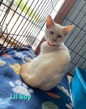 Lil Boy -  Siamese Cat for Adoption in Wabash, Indiana - Lil Boy | PetCurious