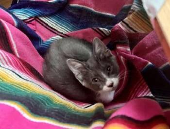 Moonshine -  Domestic Short Hair Cat for Adoption in Atlanta, Georgia - Moonshine | PetCurious