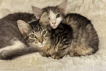 BAELA -  Domestic Short Hair Cat for Adoption in Fort Lauderdale, Florida - BAELA | PetCurious
