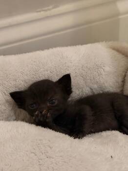 *Eclair -  Domestic Short Hair Cat for Adoption in Newnan, Georgia - *Eclair | PetCurious