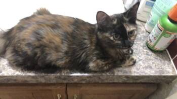 Chai -  Domestic Short Hair Cat for Adoption in Plumerville, Arkansas - Chai | PetCurious