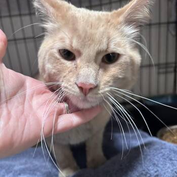 Domestic Medium Hair Cats Available for Adoption in Chino Hills, California - Milton (C000-167) City Of Industry Location | PetCurious