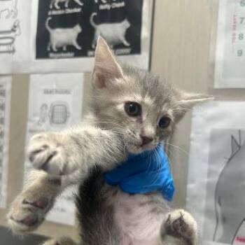 RASPBERRY -  Domestic Short Hair Cat for Adoption in Las Vegas, Nevada - RASPBERRY | PetCurious