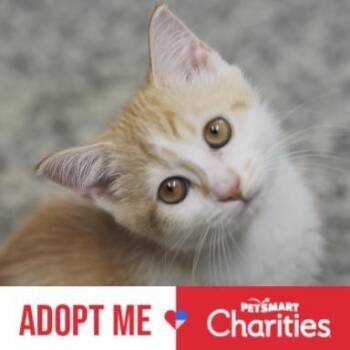 P&P: Patches -  Domestic Short Hair Cat for Adoption in Falls Church, Virginia - P&P: Patches | PetCurious