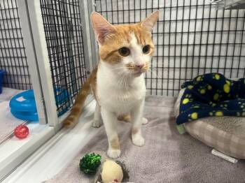 Domestic Short Hair Cats Available for Adoption - Jorge | PetCurious