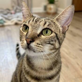 Garden -  Bengal and Domestic Short Hair Cat for Adoption in Montclair, New Jersey - Garden | PetCurious
