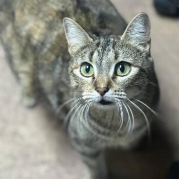 Domestic Medium Hair Cats Available for Adoption in Clarksville, Arkansas - Mothership | PetCurious