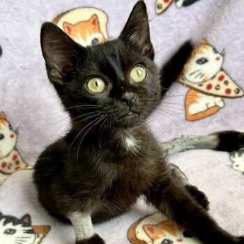 Wyatt -  Domestic Short Hair Cat for Adoption in Mt. Juliet, Tennessee - Wyatt | PetCurious