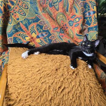 Saffron -  Domestic Short Hair Cat for Adoption in Chicago, Illinois - Saffron | PetCurious