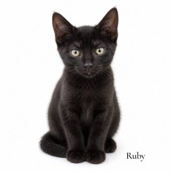 Ruby -  Domestic Short Hair Cat Available for Adoption in Stevensville, Michigan - Ruby | PetCurious