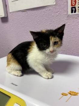 61246395 -  Domestic Short Hair Cat for Adoption in El Paso, Texas - 61246395 | PetCurious