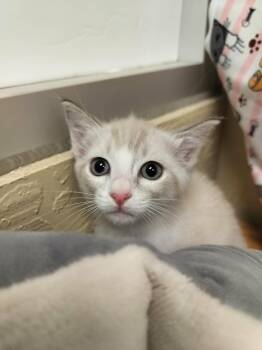 Lana -  Siamese Cat for Adoption in Parlier, California - Lana | PetCurious