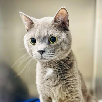 Domestic Short Hair Cats Available for Adoption in Jackson Township, New Jersey - Jay  | PetCurious