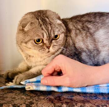 Cookie -  Scottish Fold Cat for Adoption in Davis, California - Cookie | PetCurious