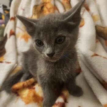 Jasper Jolly-AR -  Domestic Short Hair Cat for Adoption in Tallahassee, Florida - Jasper Jolly-AR | PetCurious