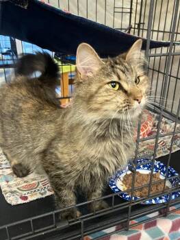 Selena -  Domestic Medium Hair Cat for Adoption in Lunenburg, Massachusetts - Selena | PetCurious