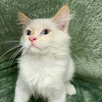 Martin -  Domestic Medium Hair Cat for Adoption in Frankfort, Michigan - Martin | PetCurious